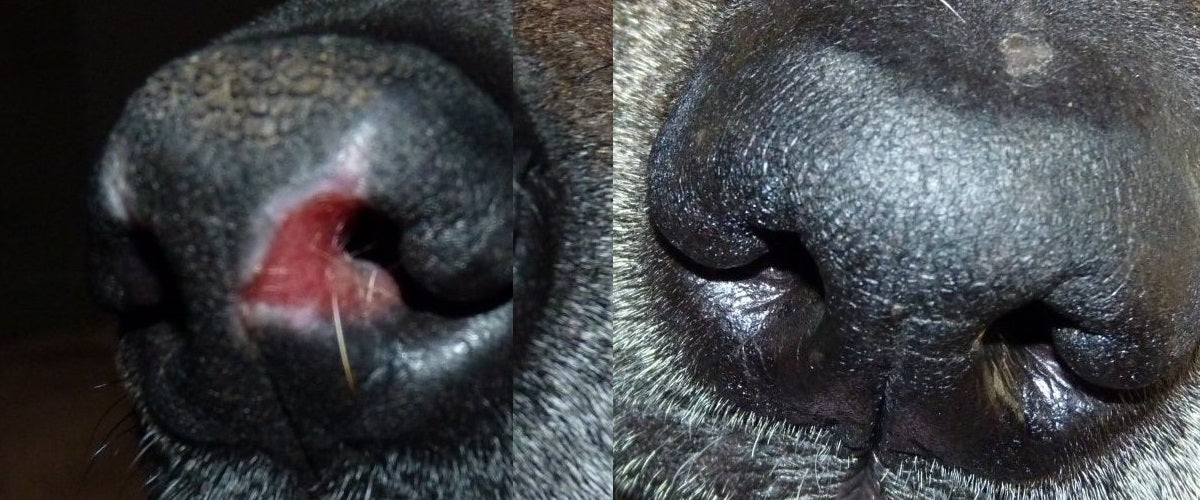 Soothing One Snout At A Time Treat Discoid Lupus With Snout