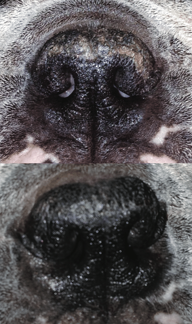 before and after Snout Soother