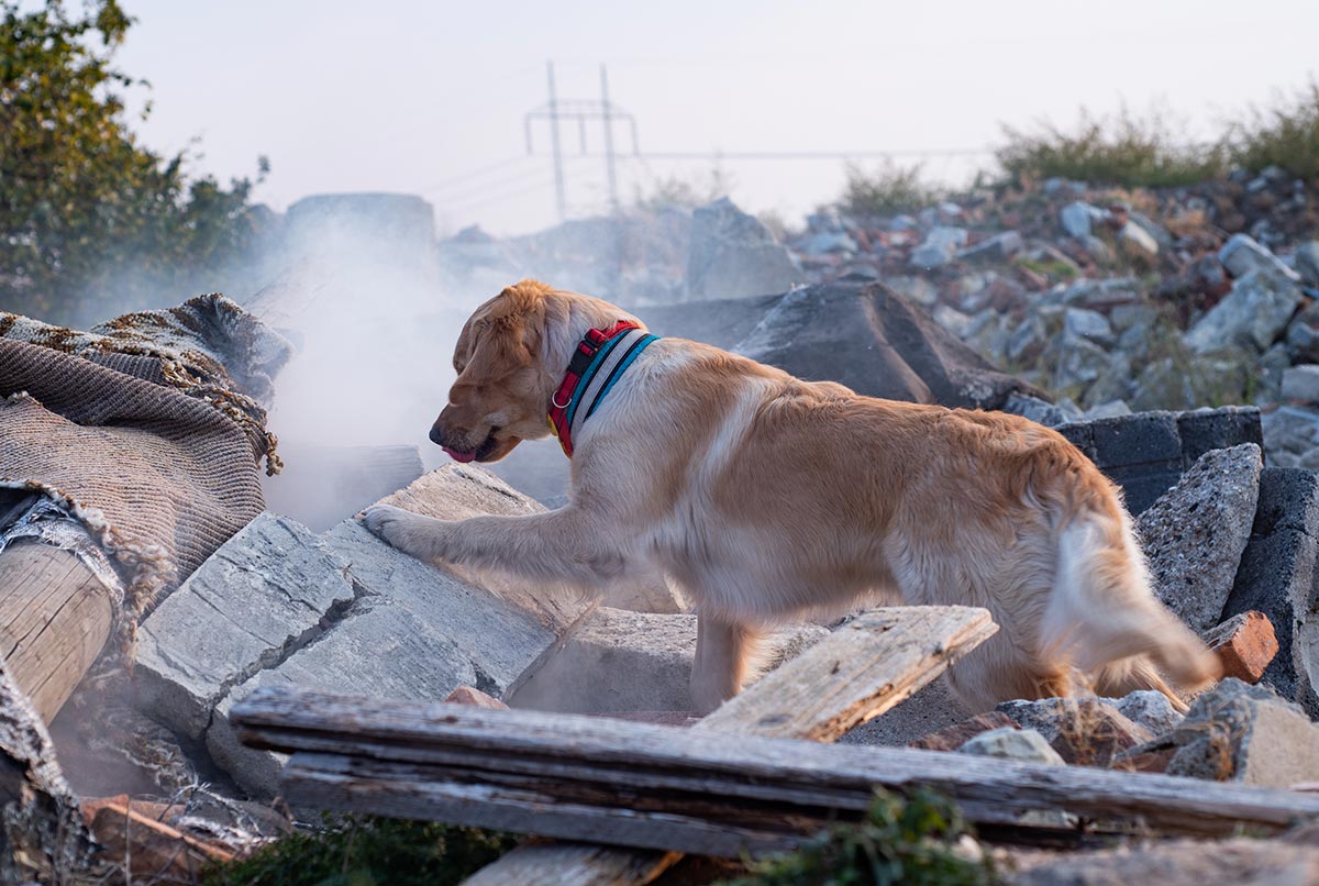 A labrador retriever trained in search and rescue climbs a pile of rubble.
