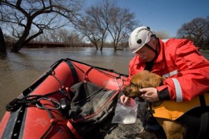 A search and rescue dog trained for water rescue sniffs a scented item in order to track down flood victims.