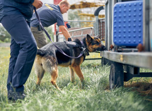 German Shepherd bomb sniffing dog checking luggage for explosives at an airport.