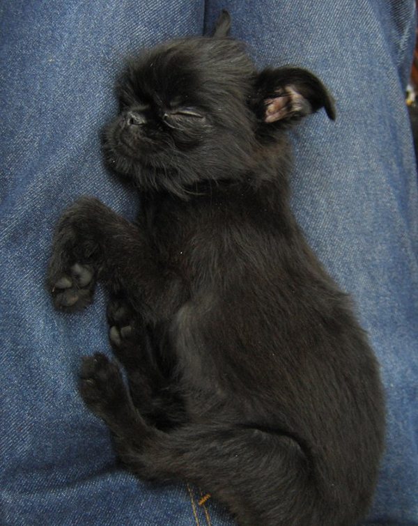 black-brussels-griffon-puppy