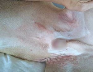 dog skin allergies