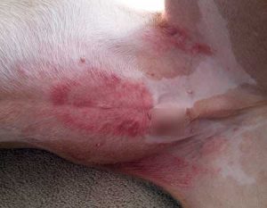 dog skin allergies
