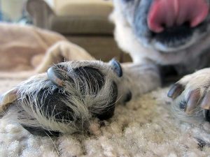 slipping-dog-paws