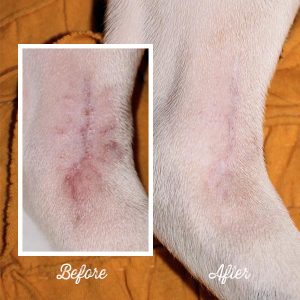 Dog Post Surgery Wound Care