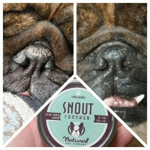 what to put on a dog's dry nose