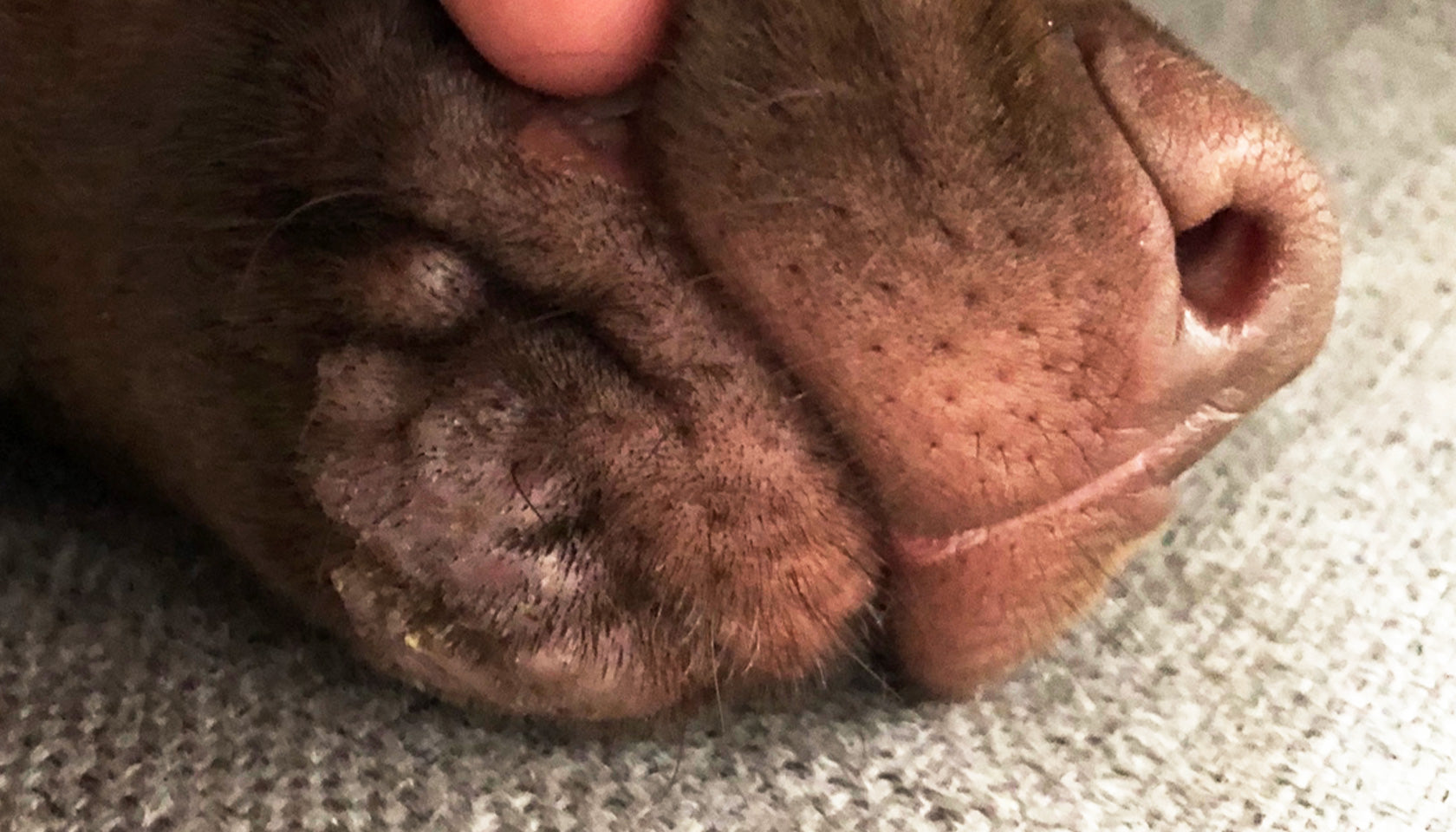 Dog acne on a chocolate Labrador puppy