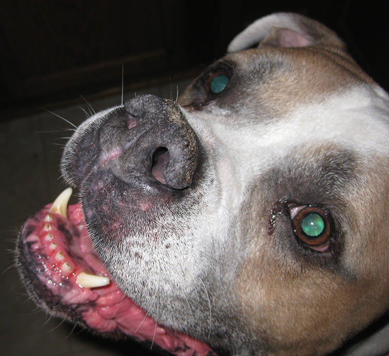 American Bulldog with crusty nose buildup