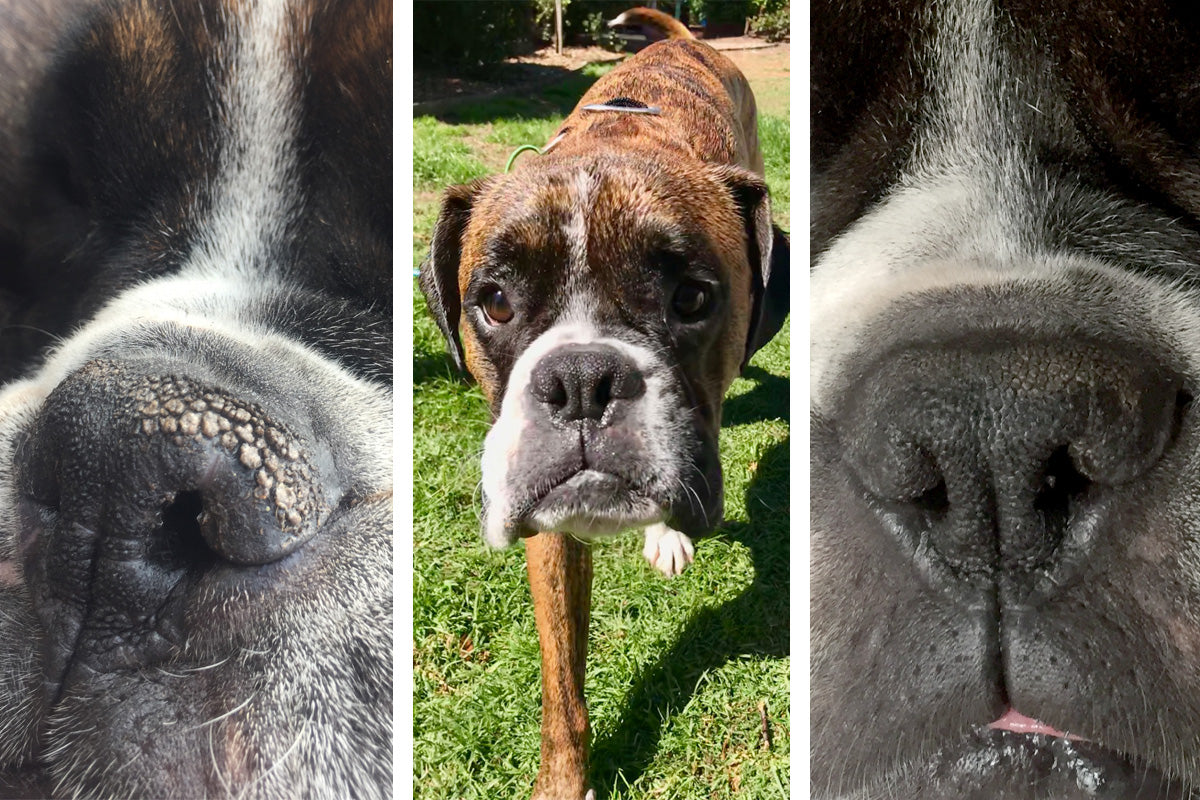 Collage showing Boxer's crusty nose healed with Snout Soother