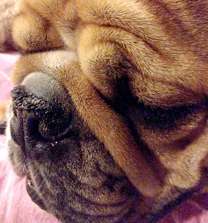 Bulldog nose showing crusty hyperkeratosis growths