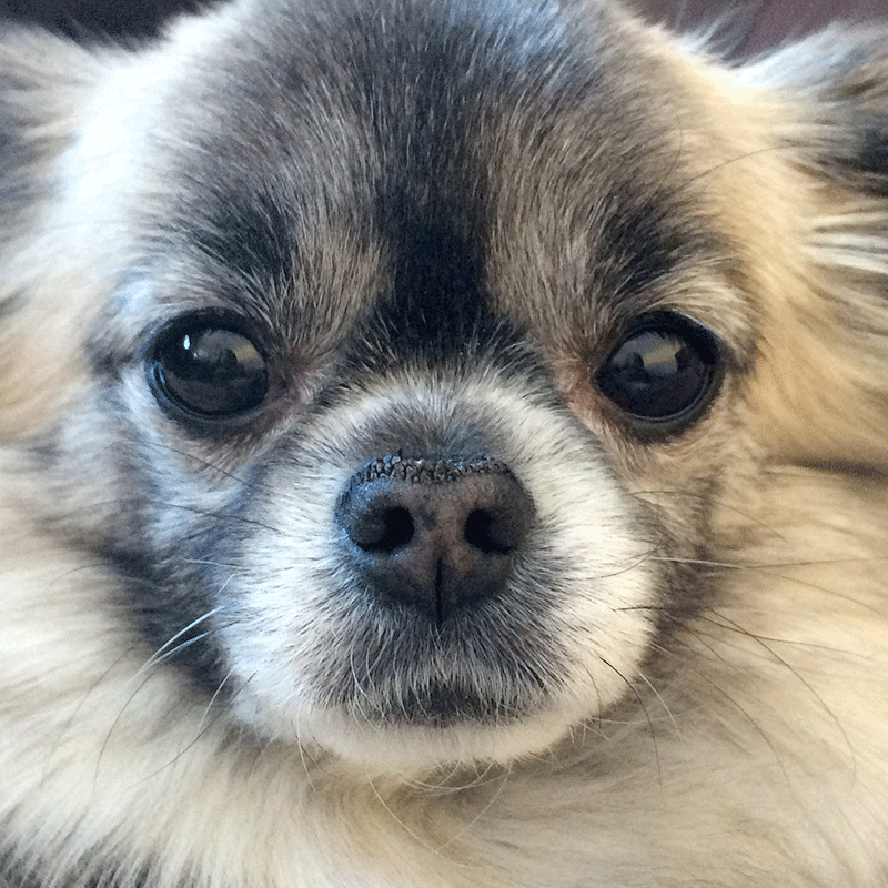 Pomeranian's crusty nose cured with Snout Soother