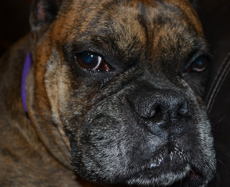 Brindle Boxer with a healthy nose