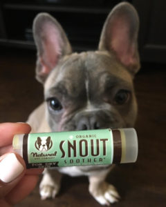 French Bulldog puppy with stick of Snout Soother