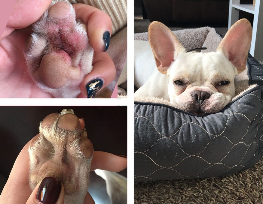 Collage of a pug's toes before and after application of Natural Dog Company Paw Soother.