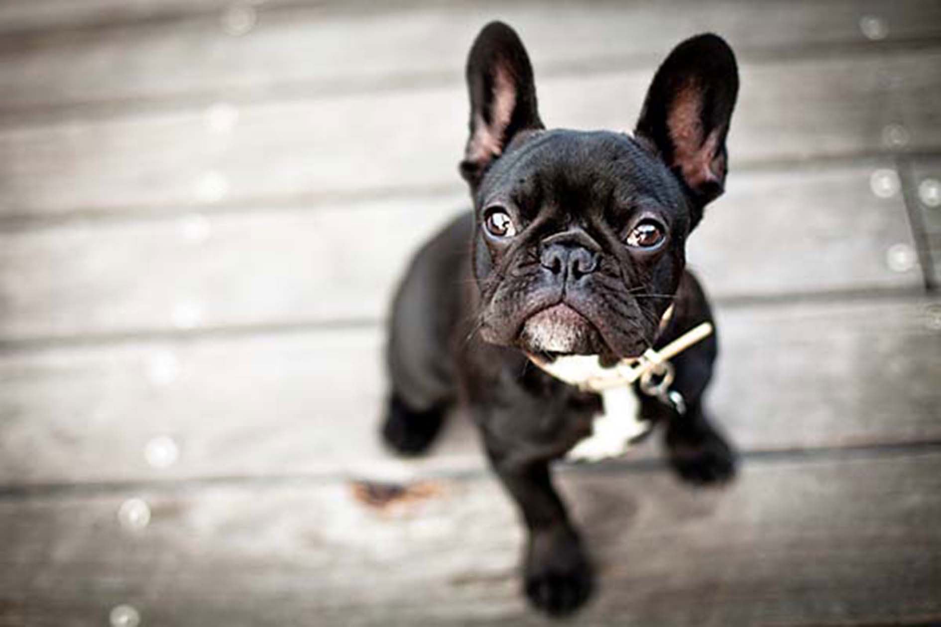 French Bulldog Wrinkles Prevent Irritated Smelly