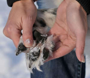 A dog's owner inspects their pet's paw pads after time in the snow.