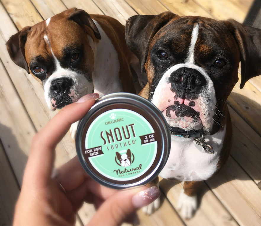 Two Boxer dogs with tin of Snout Soother balm