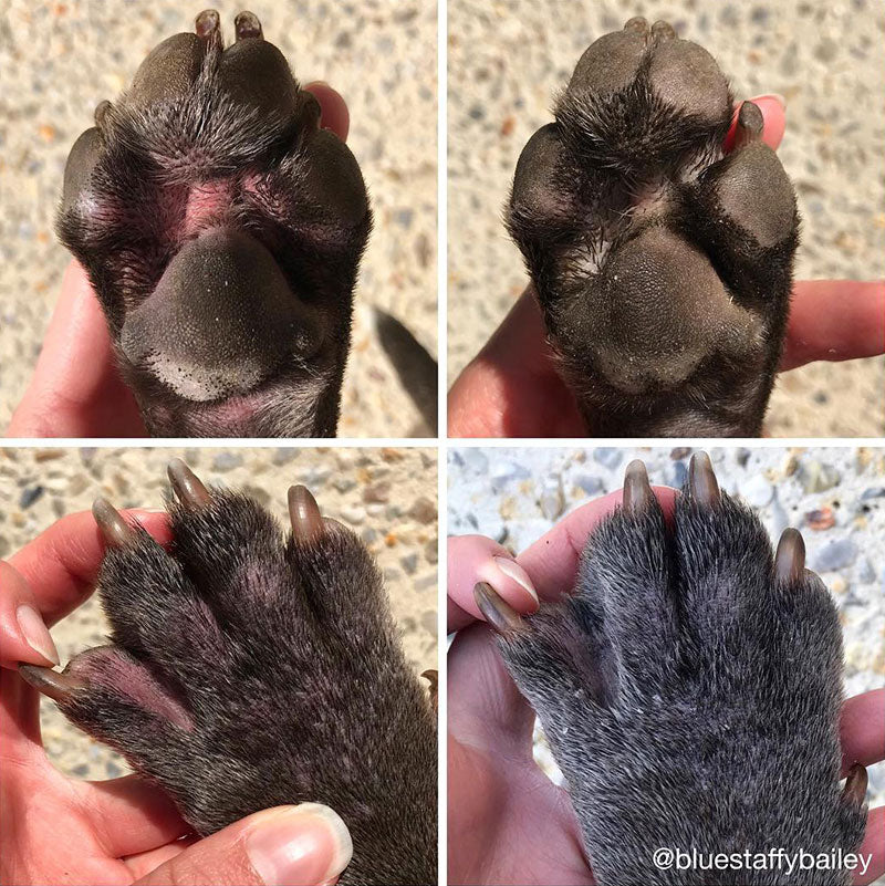 Collage showing before and after of red and irritated dog paws.
