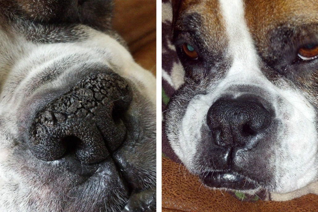 Photo collage showing a Boxer's nose affected by Hyperkeratosis—left image shows cracked, dry nose, right image shows smooth, healthy nose after applying Natural Dog Company Snout Soother