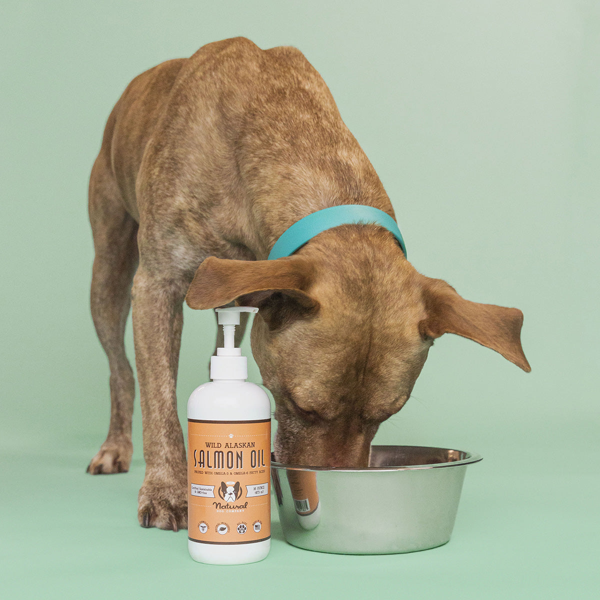Pit bull eats from silver bowl containing Natural Dog Company Wild Alaskan Salmon Oil