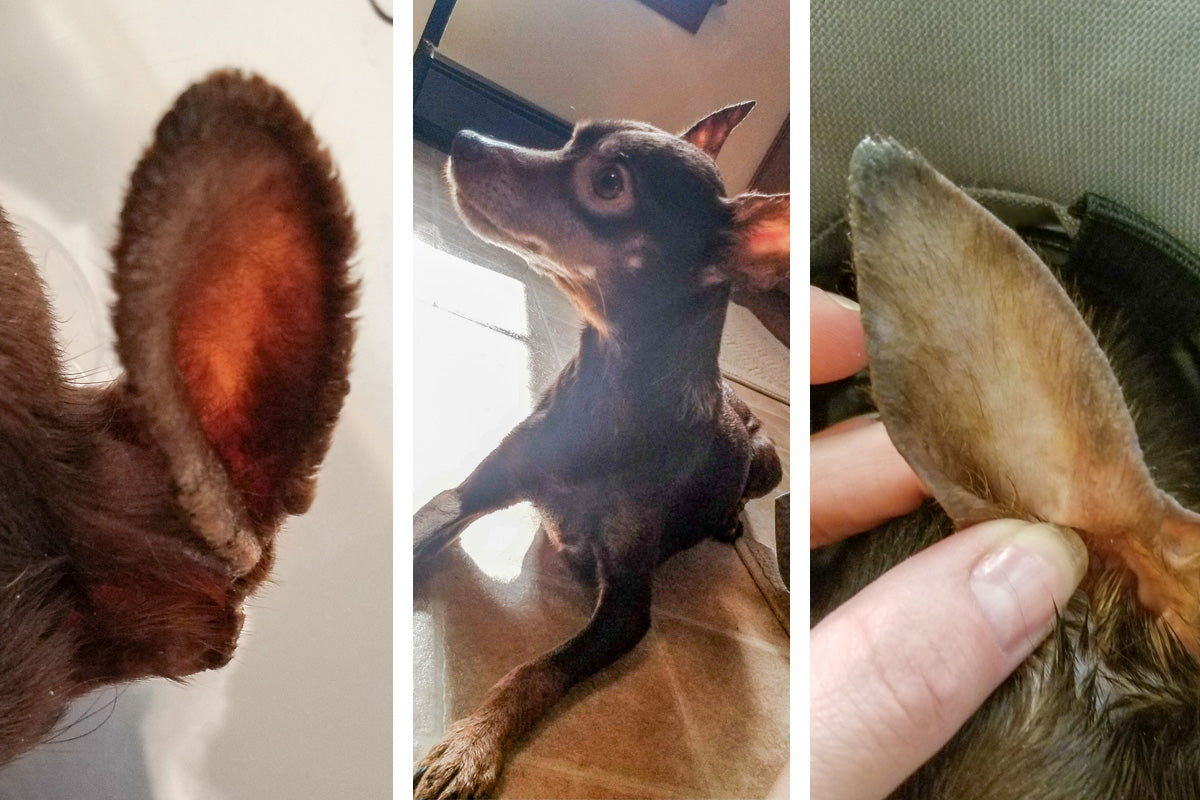 Collage showing MinPin's dry ears solved with Natural Dog Company Skin Soother