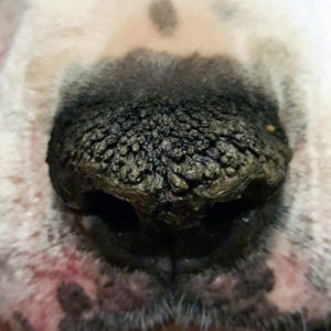 Nasal Hyperkeratosis on American Bulldog nose showing dry, crusty spikes on nose pad