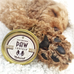 A Goldendoodle's paws are smooth, soft, and healthy thanks to Natural Dog Company Paw Soother
