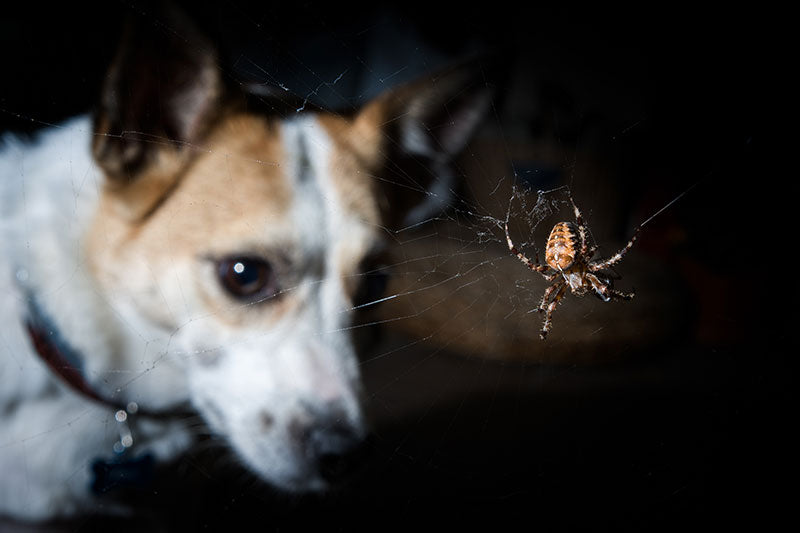 Dog with spider
