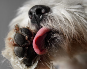 Dog licking it's paw pads