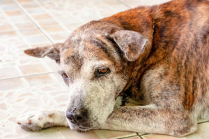 Senior dog lying on hard floor looking uncomfortable, experiencing dog anxiety.