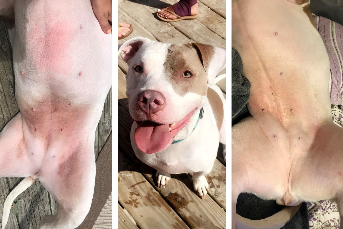 Collage showing pit bull skin issue healed by Skin Soother