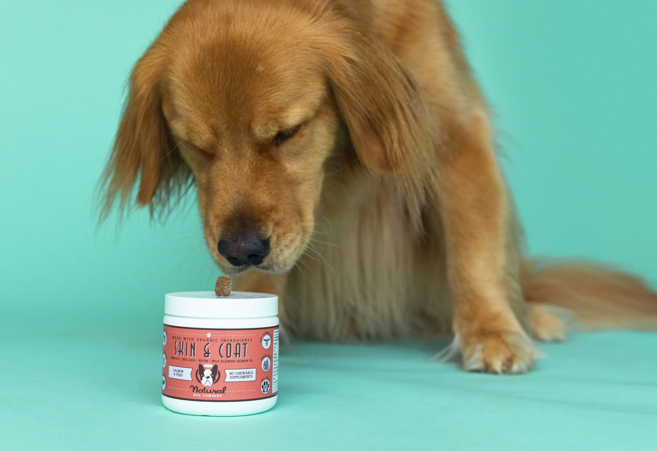 Golden retriever sniffing supplement chew with great interest