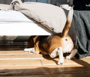 Encourage your bored dog's sniffing instinct with seeking games.