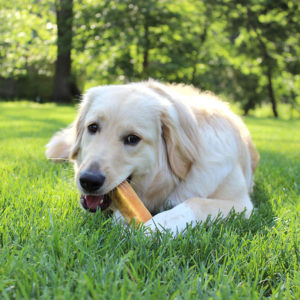 Chewing is a fantastic solution for a bored dog!