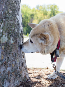 Bored dogs of all ages will benefit from the freedom to sniff.