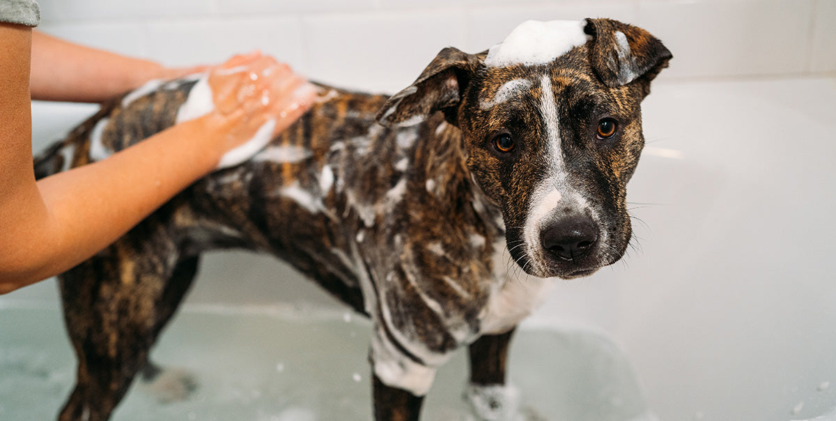 Bathing dog with Itchy Dog Shampoo.