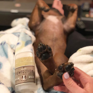 Pawtection balm applied to French Bulldog's paws