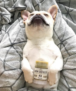 French Bulldog relaxing with Natural Dog Company Paw Soother