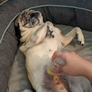 Skin Soother balm applied to Pug's belly