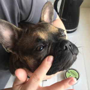 Wrinkle Balm applied to a French Bulldog's face wrinkles.