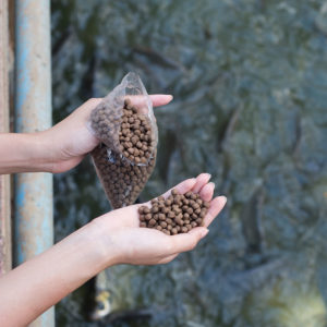 Hands holding dry brown pellets used to feed fish on commercial fish farms