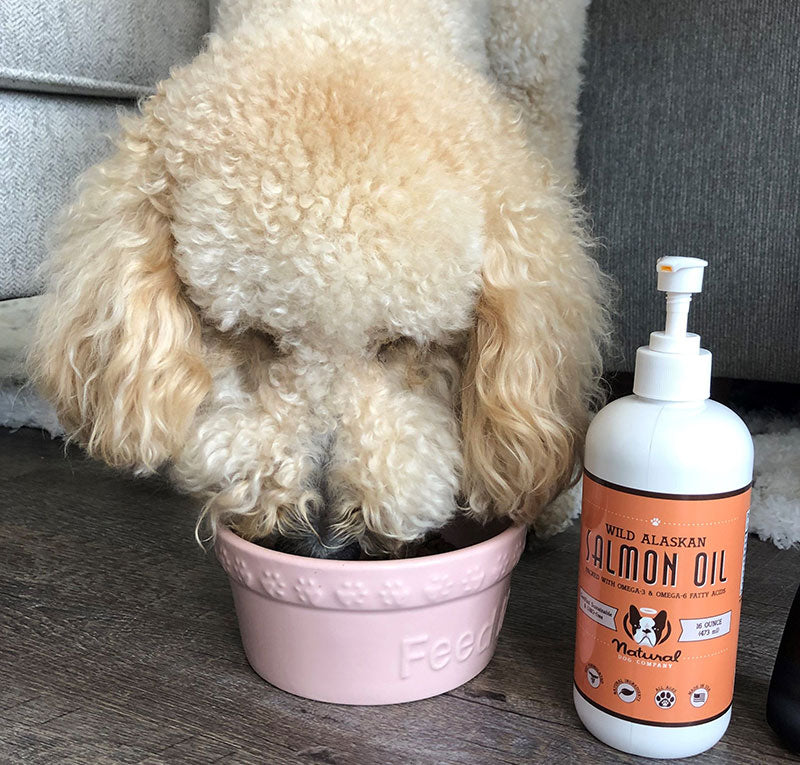 Goldendoodle loves eating her food topped with Natural Dog Company Wild Alaskan Salmon Oil
