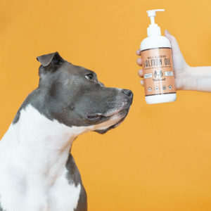 Blue pit bull looking at bottle of Natural Dog Company Wild Alaskan Salmon Oil