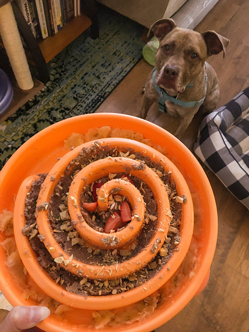 Senior dog waiting to eat from orange puzzle bowl