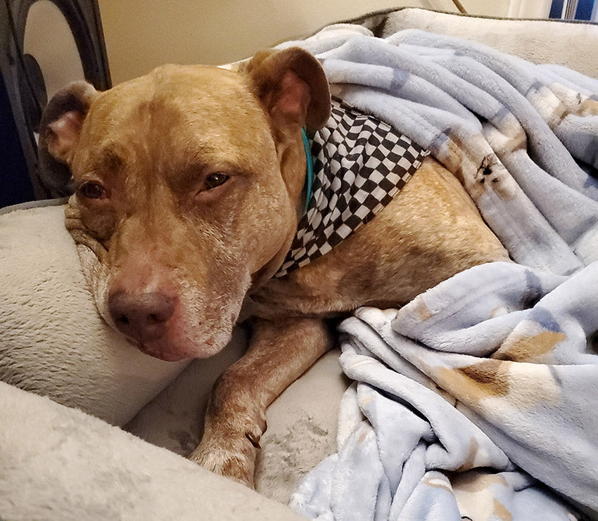 Senior dog wrapped in blankets in a comfortable bed
