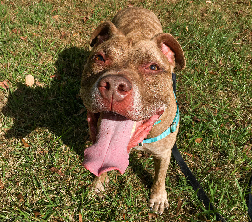 Brown pit bull with gray on muzzle