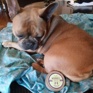 Frenchie with tin of Natural Dog Company Wrinkle Balm