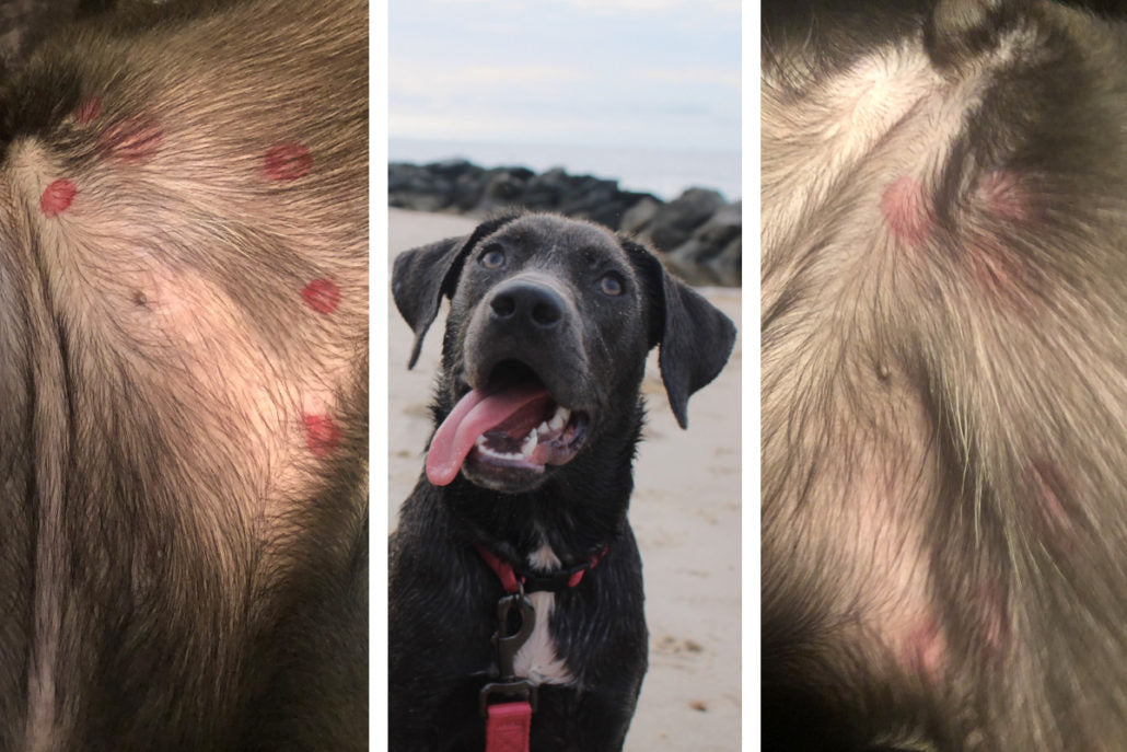 Photo collage showing red spotted fly bites soothed in one day by Natural Dog Company Skin Soother.