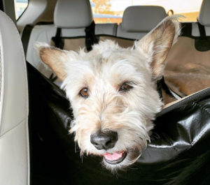 Terrier mix dog in car hammock